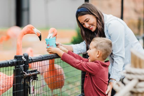 OKC Zoo Flamingo Feeding