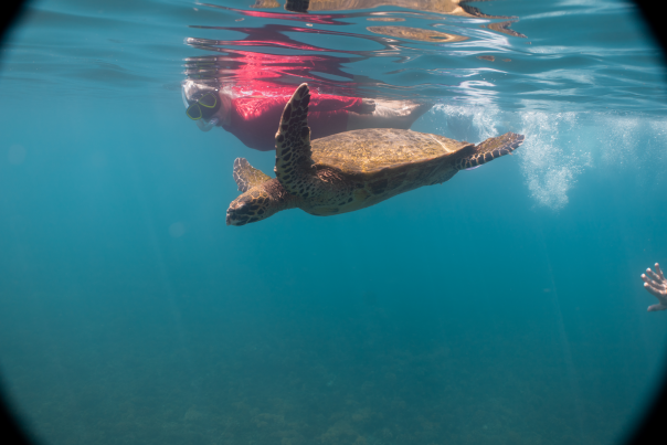 Loggerhead sea turtle swimming on Coiba sea