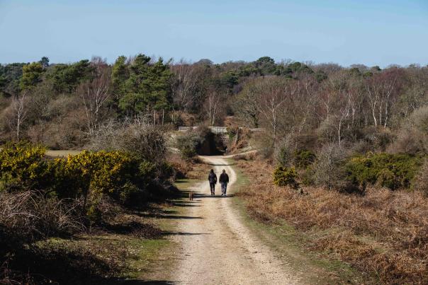 Winter Walking in the New Forest