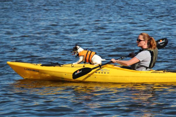a woman kayaks with her jack russel terrier