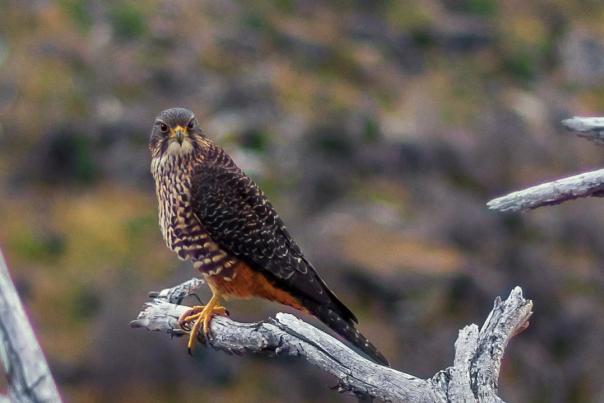 Kārearea, shot by @trinahughes.nz