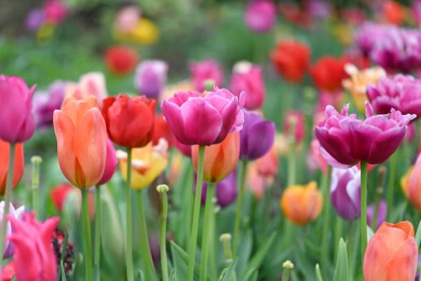 Tulip Stock Photo
