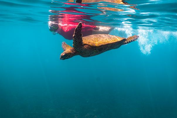 Coiba National Park, Gulf of Chiriquí, Panamá