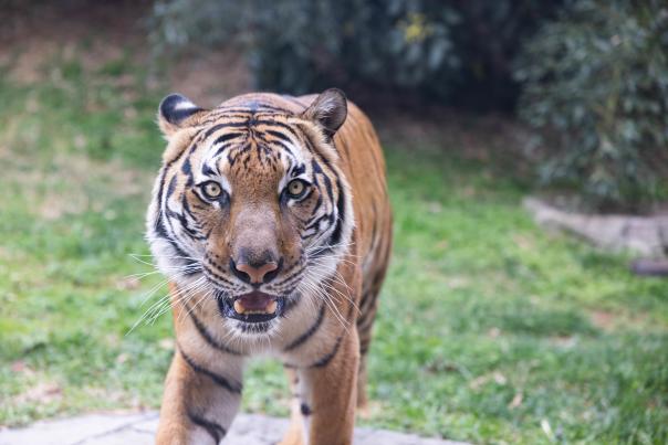 Jango Tiger Zoo