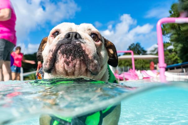 Bulldog in the waterpark