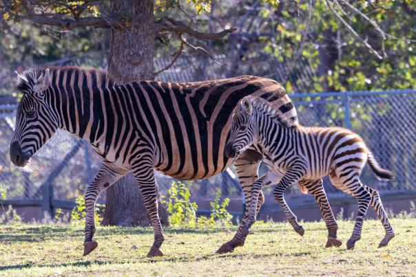 OKC Zoo's new zebra foal and mother prancing around in their enclosure.