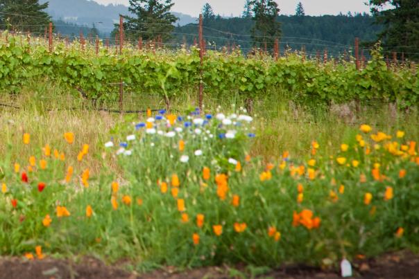 Spring vineyard with Pacific Northwest wild flowers