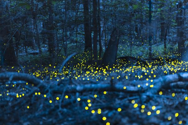 Synchronized_Fireflies_Congaree_National_Park