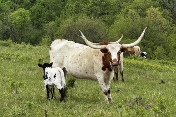 Circle S Ranch
