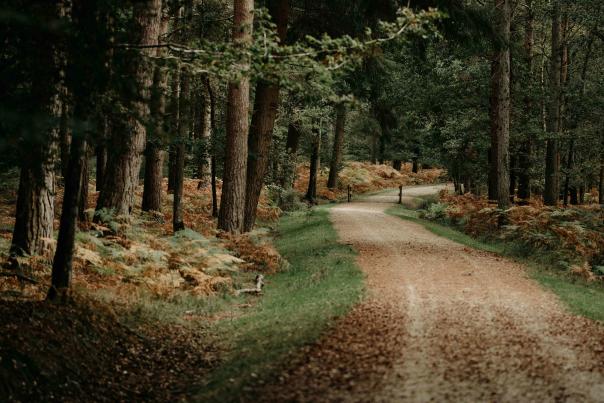Gravel track in autumn time through the New Forest