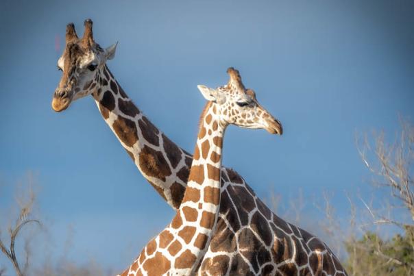 Giraffes