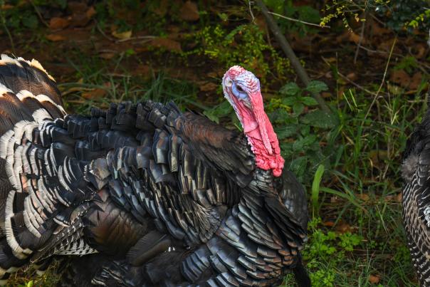 A Turkey at the Oklahoma City Zoo