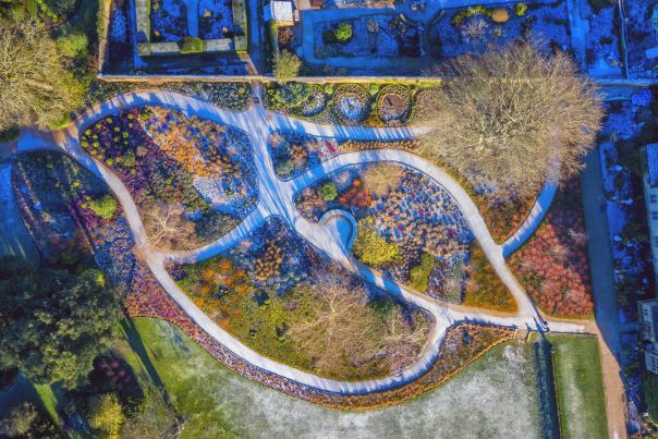 Aerial view of the paths and trees in the winter garden at Wakehurst, Sussex