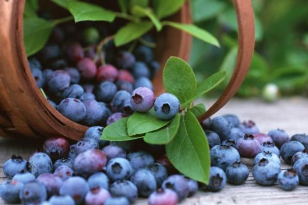 A basket full of blueberries.