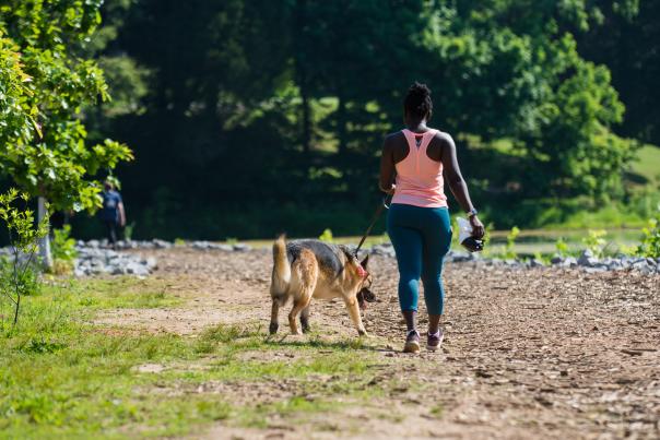 dog on a walk with owner