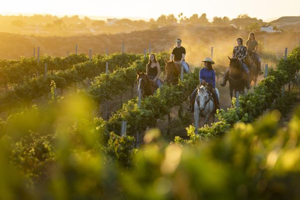 Several people Horseback Riding Through Vineyards at sunset
