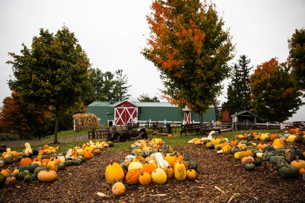Pumpkin picking at Tim's Pumpkin Patch
