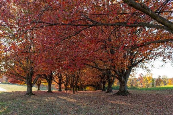 Fall Trees at the Berks County Heritage Center