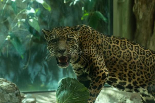 Mesker Park Zoo