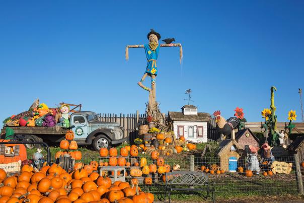 A scarecrow, pumpkin patch, and fall decor on display at a farm