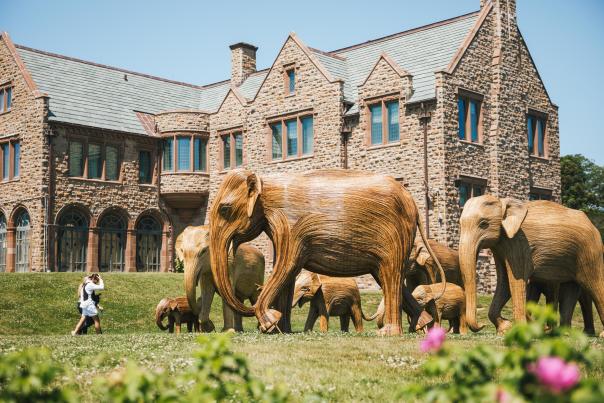 The Great Elephant Migration