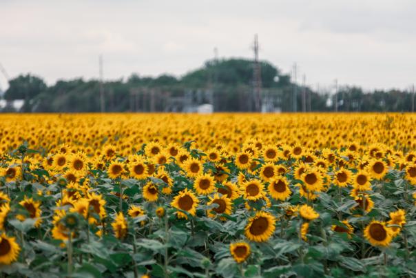 North Dakota field of sunflowers