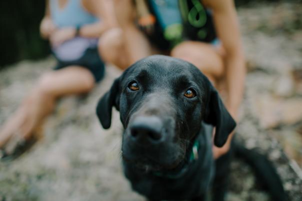 Dog friendly hikes