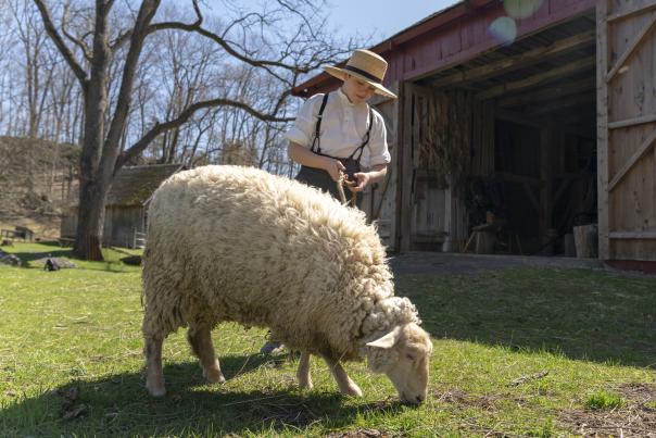 A little boy looks after a sheep at Quiet Valley Historical Living Farm in Stroudsburg.