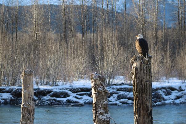 eagle
