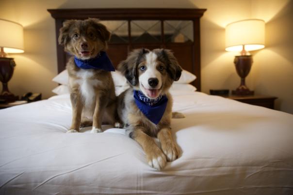 Two dogs sitting on bed in hotel room.
