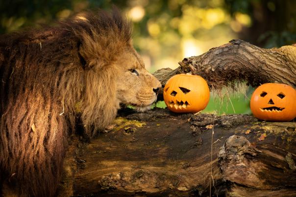 Lion and a pumpkin at Knowsley Safari Park