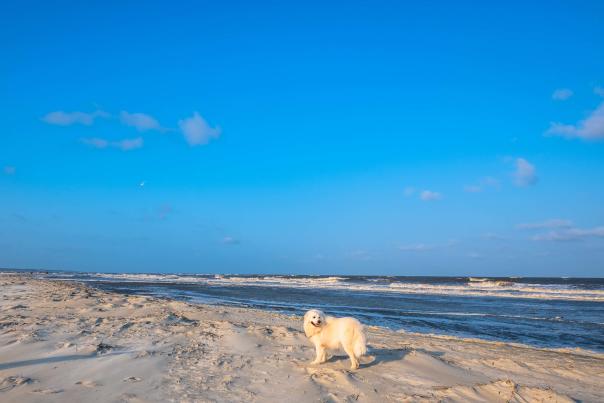 A playful dog enjoys the pet-friendly beaches on the Georgia Coast