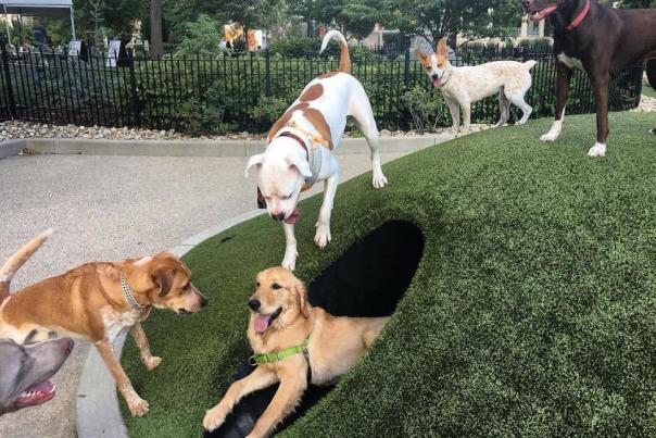 Dog park at Washington Park