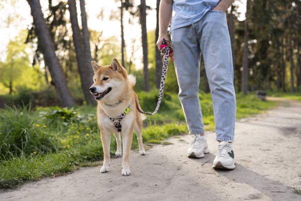 Fuengirola dog friendly