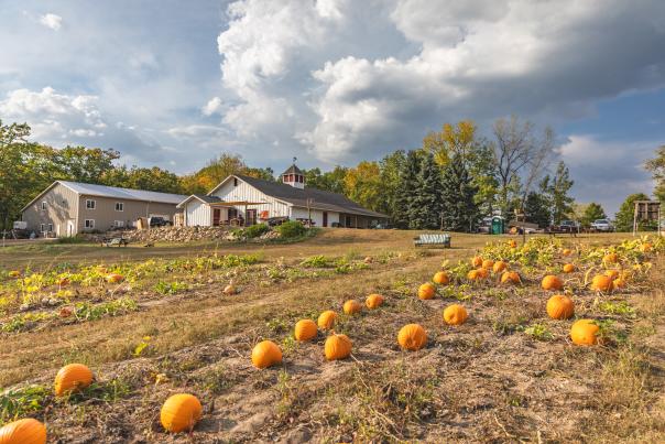 Leffel Roots Pumpkin Patch