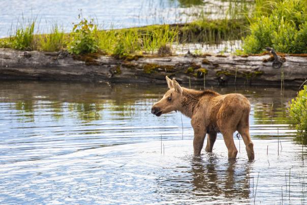 Moose Calf in Water