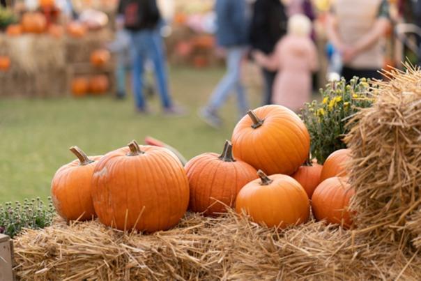 NEED USAGE: Pumpkin Patch Garland_Header
