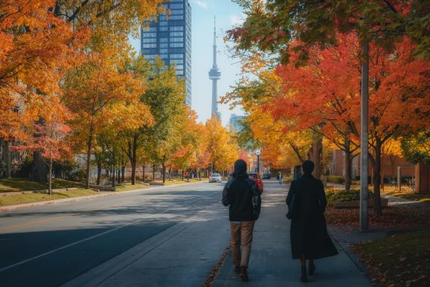 Fall leaves on a street in Toronto