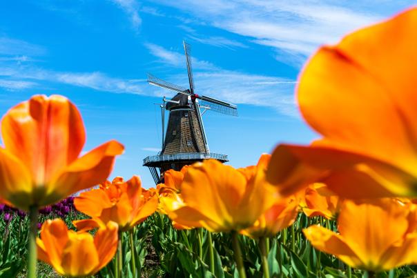 Tulip Time in Holland Michigan