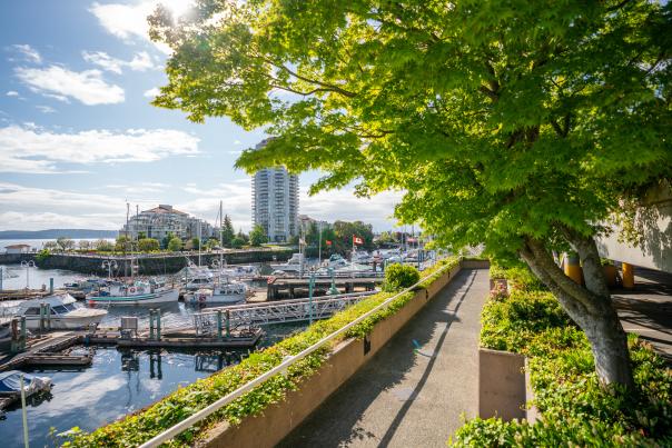A sunny view of Nanaimo Harbour with boats in the marina, waterfront buildings in the distance, and a tree-lined walkway overlooking the water.