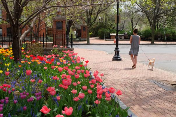 Tulips bloom in Franklin Square with woman walking dog