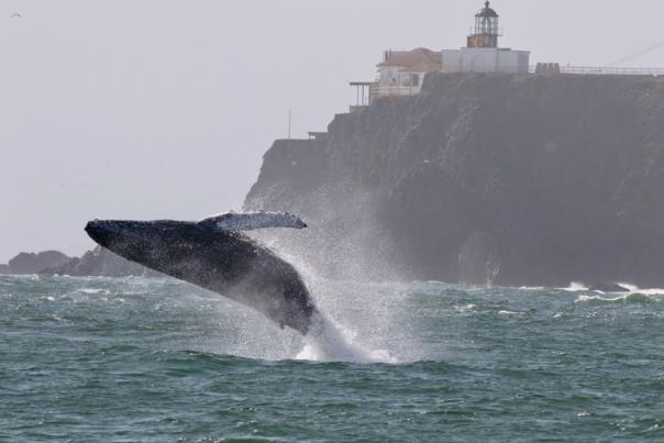 Humpback Whale Breaching in San Francisco