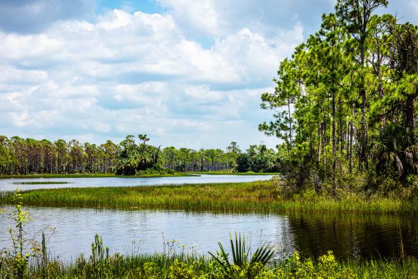 Babcock/Webb Wildlife Management Area in Punta Gorda/Englewood Beach, Florida