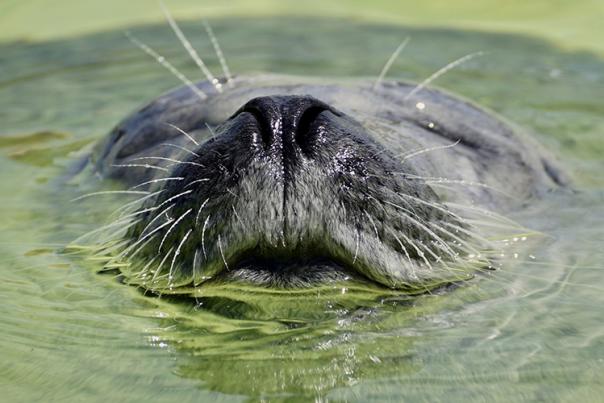 seal