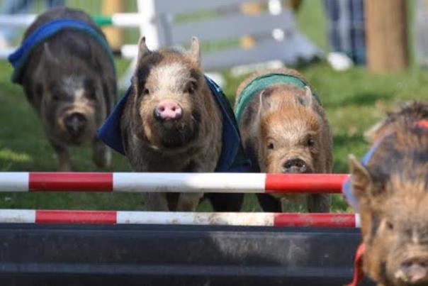pigs racing