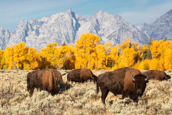 Bison in the Fall