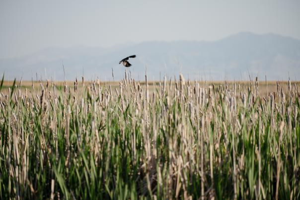 Bird flying at The Great Salt Lake