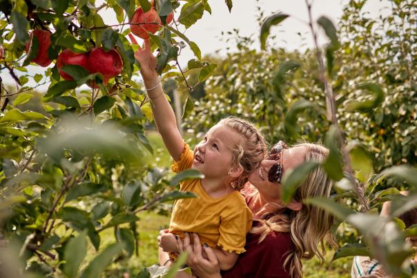 A child and parent reaching for an apple in an orchard.