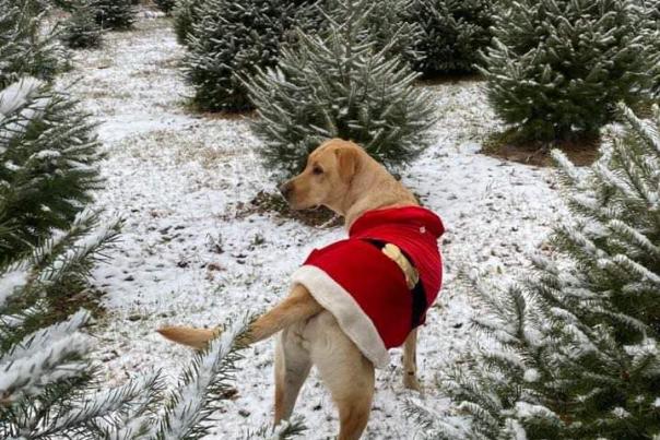 A festively dressed dog pads through the snow at Rispoli Family Christmas Tree Farm in Bath, Pa.