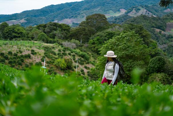 Coffee farm experience at Finca Don Lara, woman walks on the field